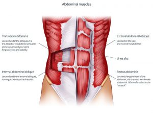 Diastasis Recti Exercises: 5 Moves for...