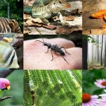 Biodiversity Breakdown: A New Covenant with...