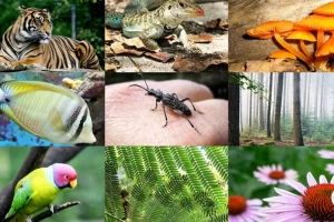Biodiversity Breakdown: A New Covenant with...