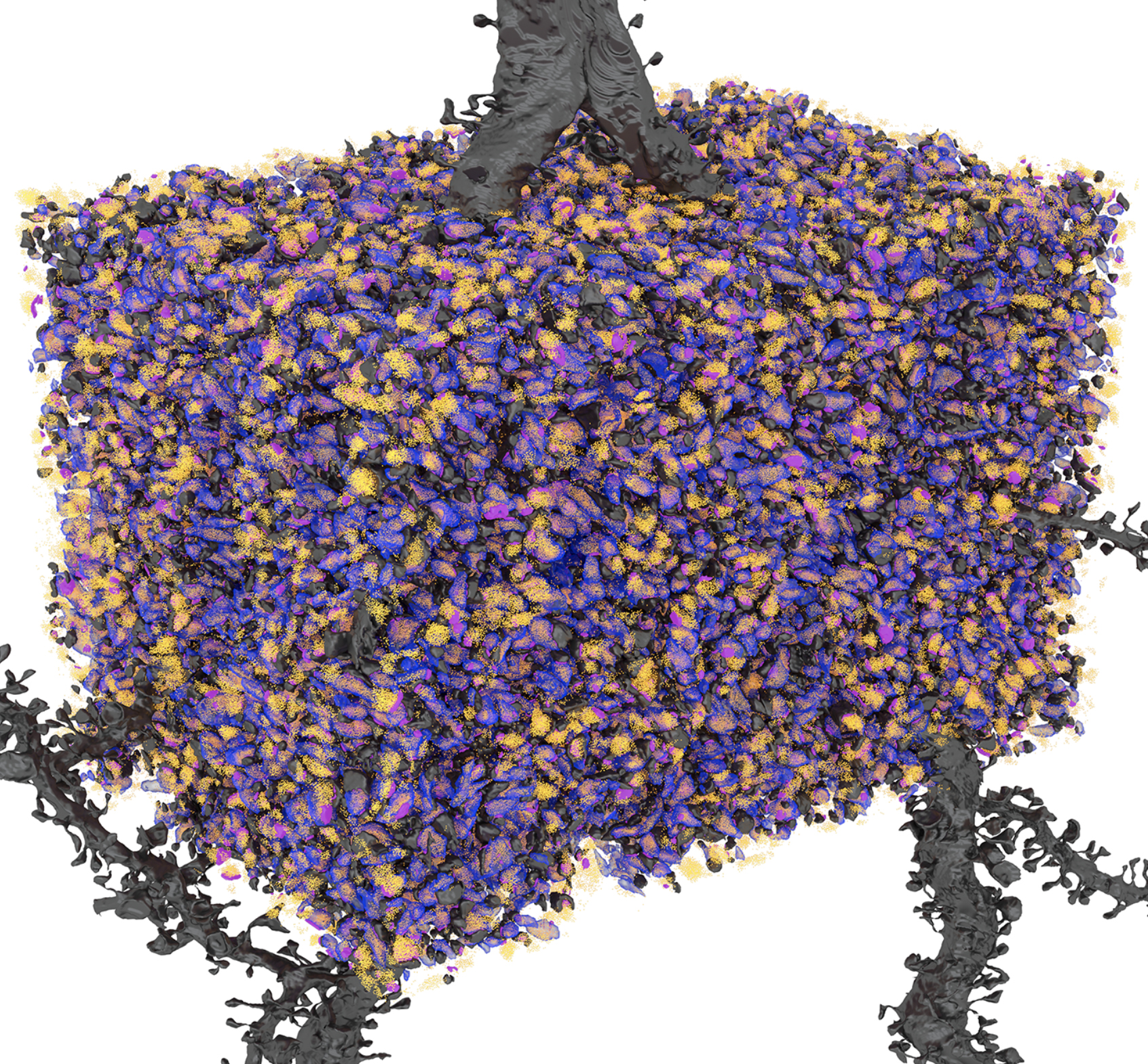 AI-assisted nanoscale 3D reconstruction of neuronal synapses in the mouse hippocampus. 