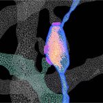 Study Illuminates the Structural Features of...