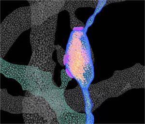 Study Illuminates the Structural Features of...