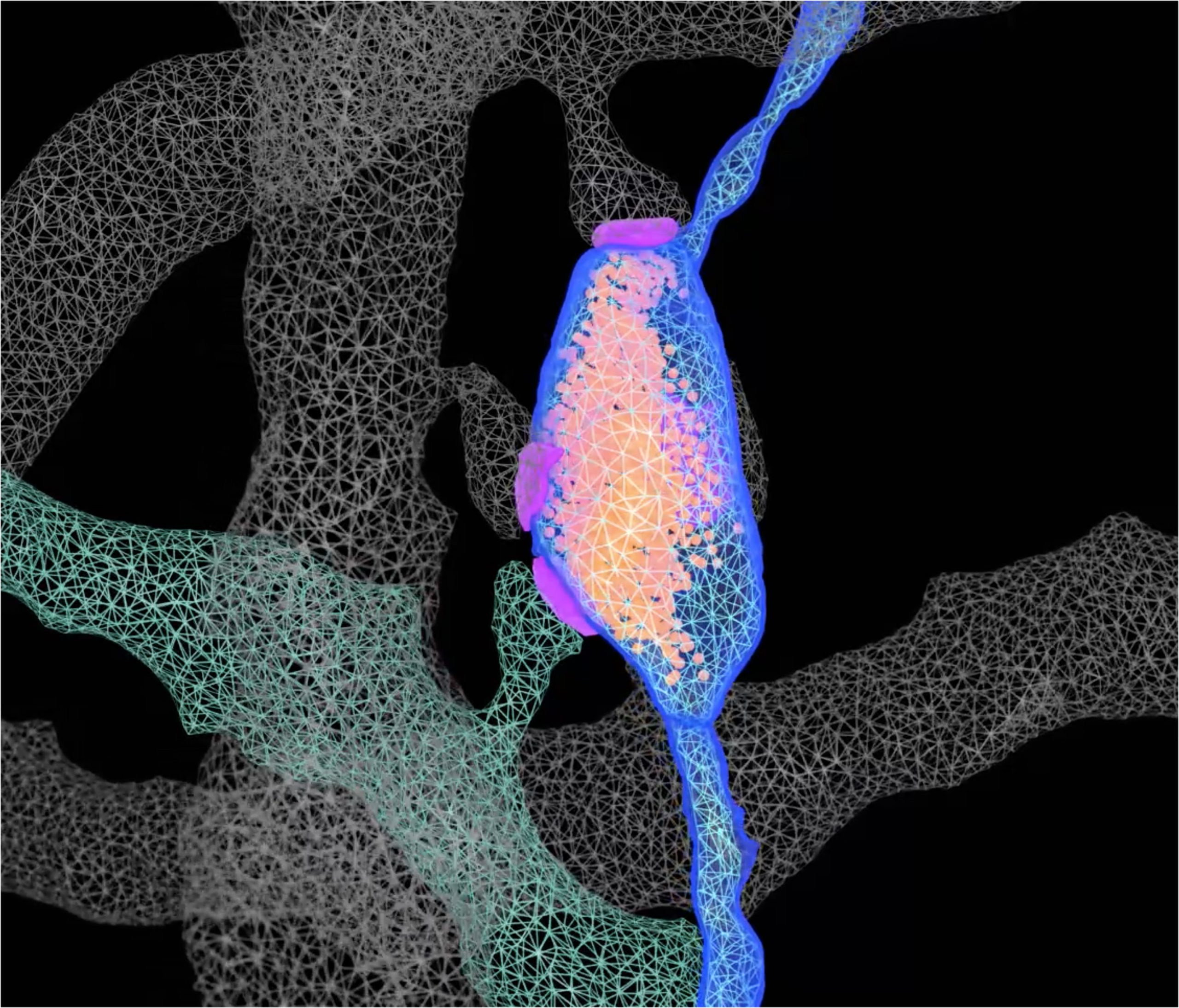 Study Illuminates the Structural Features of...
